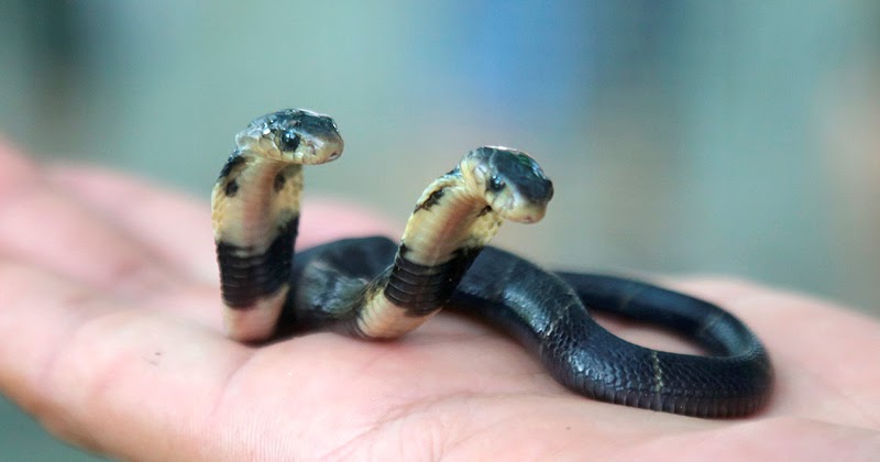 "A Strange Sight": Rare Two-Headed Snake Rescued In South Africa