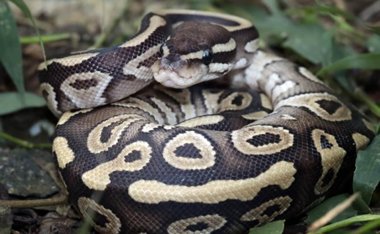 Python Was Dragging 5-Year-Old Boy Into Pool. Then This Happened