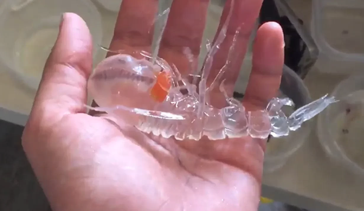 Old Video Of Transparent Ocean Creature Goes Viral, Internet Stunned