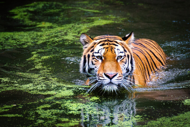 Tiger in Hindi: जाने टाइगर से जुड़े रोचक तथ्य