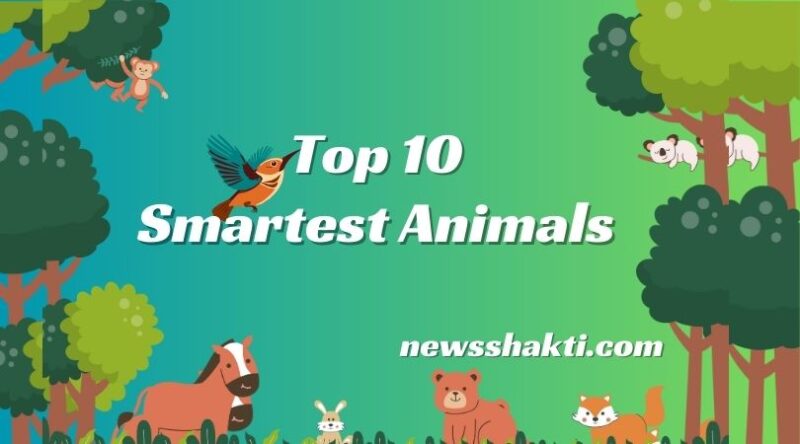 Top 10 Smartest Animals